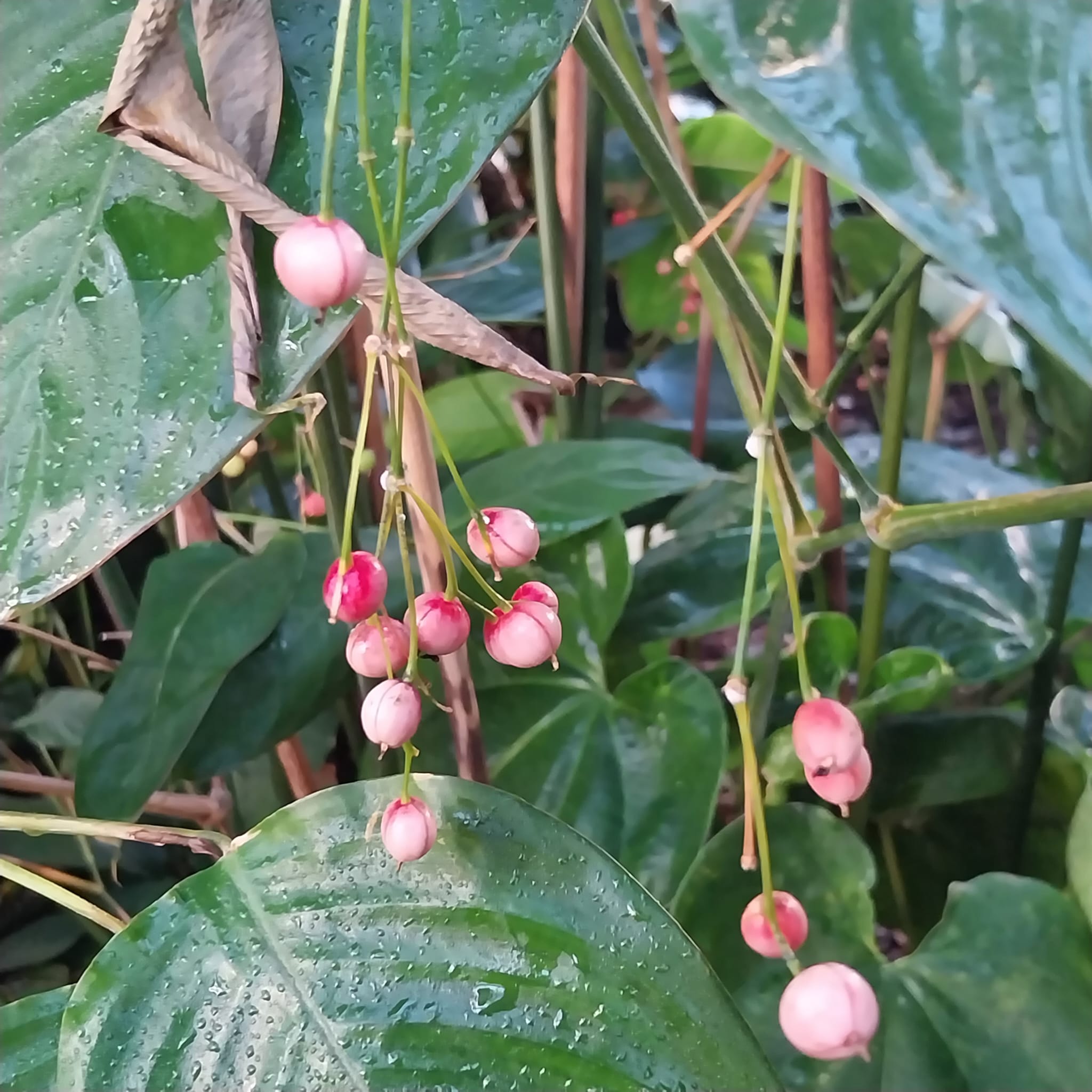 Foto van Tropische Plant 1